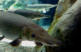 alligatorhal.jpg