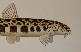 balkani-arnyekcsik.jpg