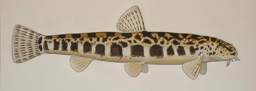 Balkáni árnyékcsík