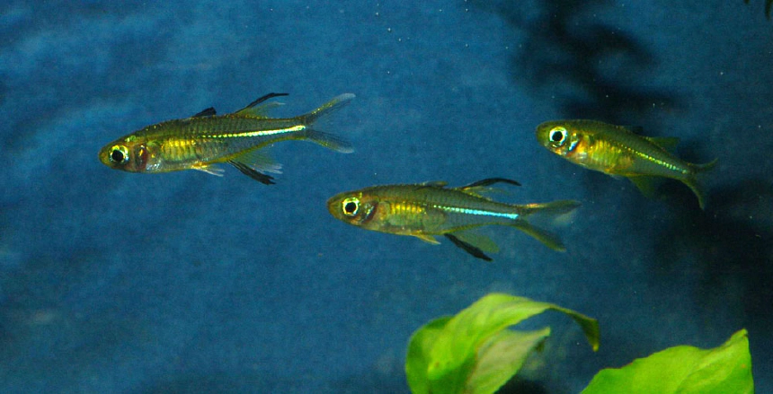 Celebeszi vitorláshal