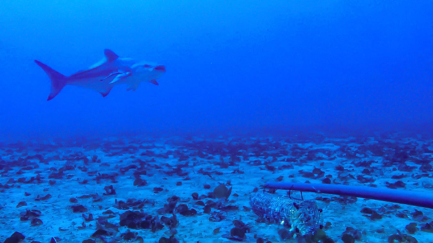 Cobia