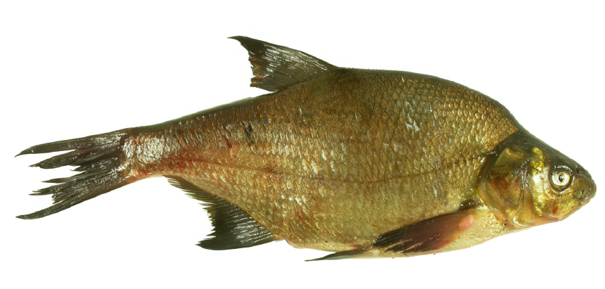 Dévérkeszeg