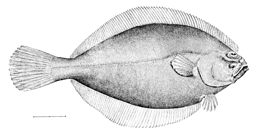 Édes laposhal