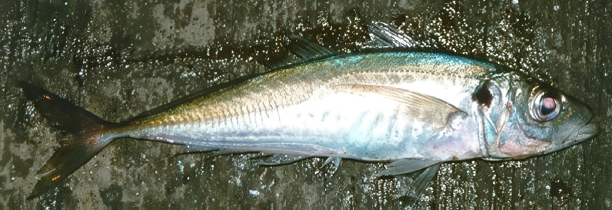 Fattyúmakréla