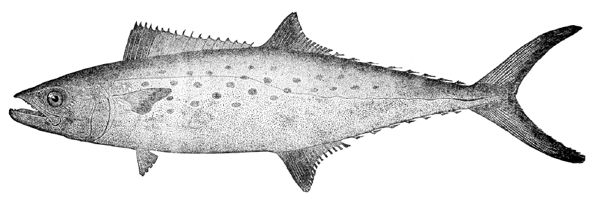 Foltos királymakréla