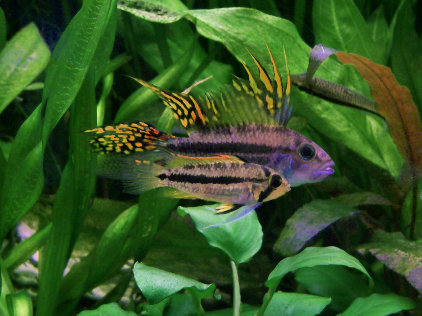 Kakadu törpesügér