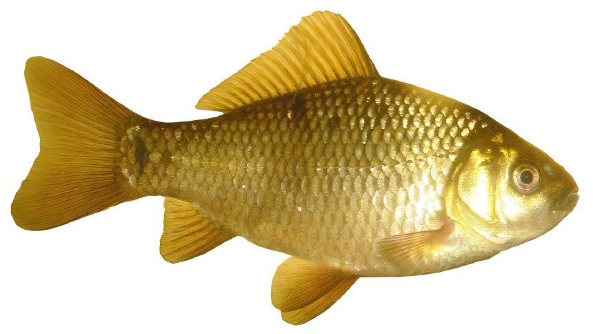 Kárász
