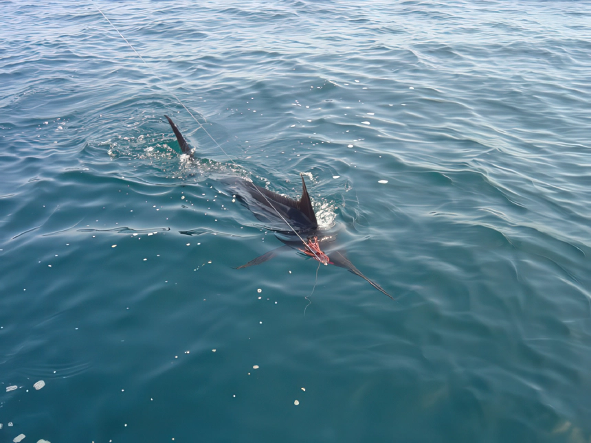Kormos nyársorrúhal (Kék marlin)
