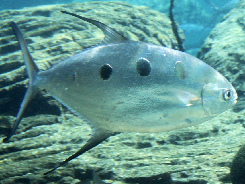 Közönséges pompano