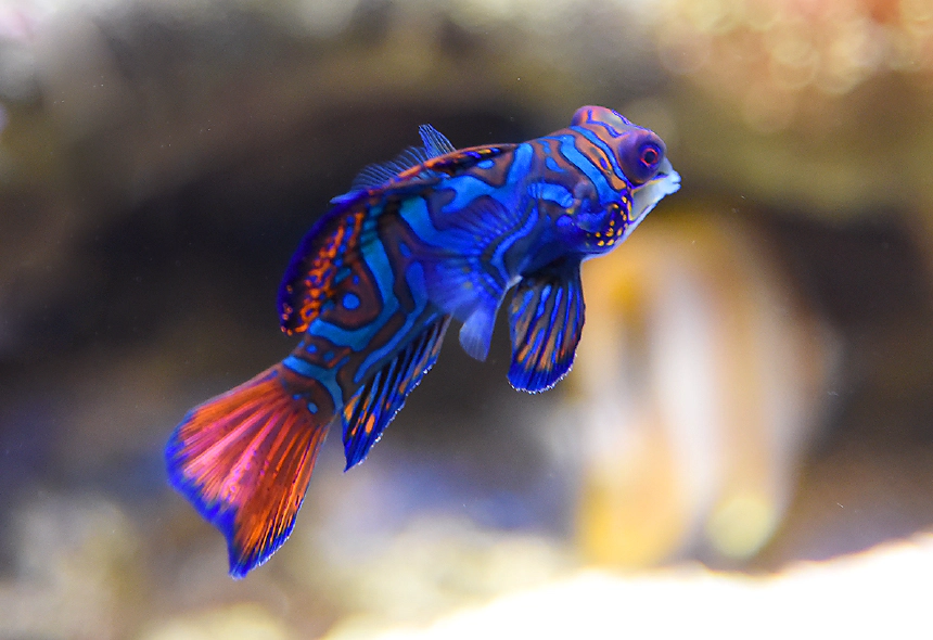 Mandarinhal