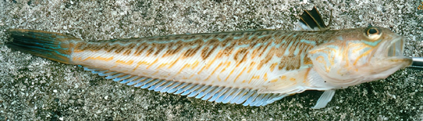 Sárkányhal, mérges pókhal