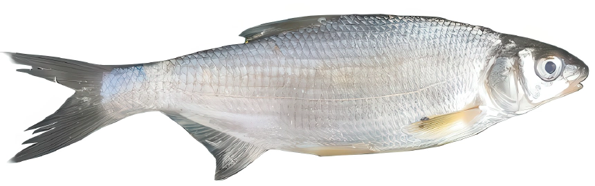 Szilvaorrú keszeg