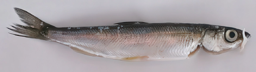 Törpemaréna