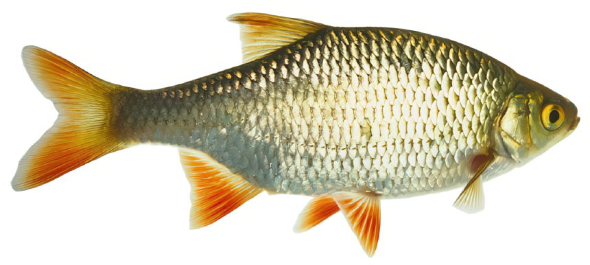 Vörösszárnyú keszeg