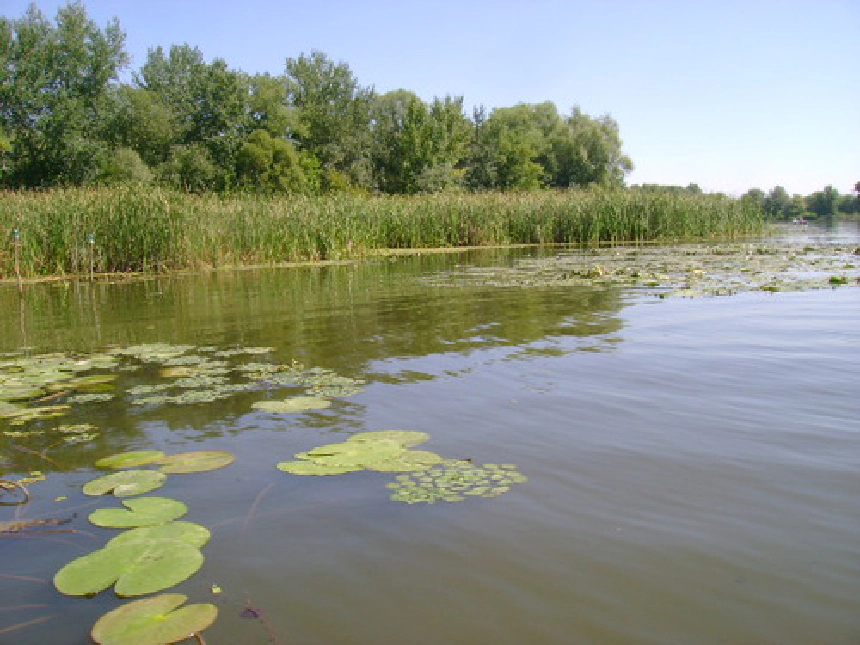 Nádassal szegélyezett, vízililiomos holtág nyáron