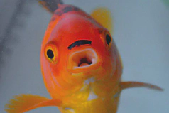 george.webp