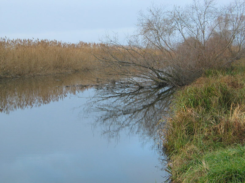 holtág